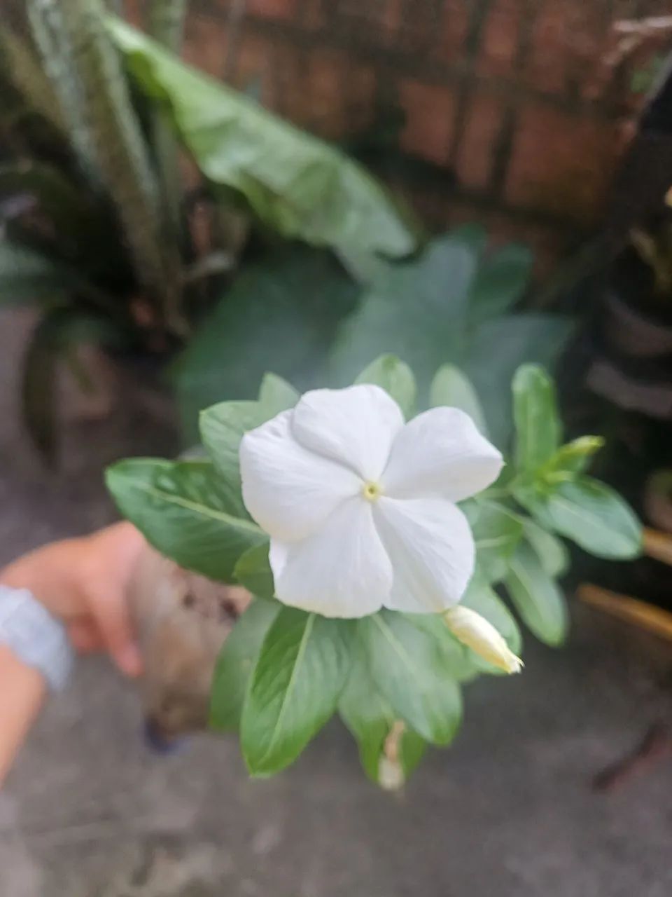 Plantas e mudas de Vinca  - Foto 3
