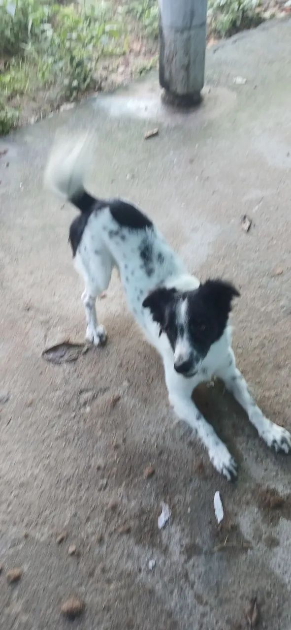 Doação de 2 Cachorros - Foto 4