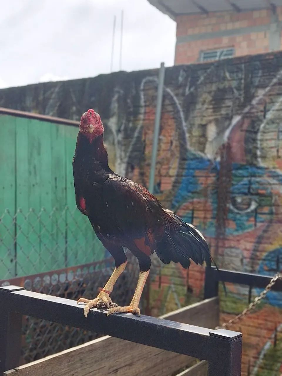 Frango Carioca  - Foto 2