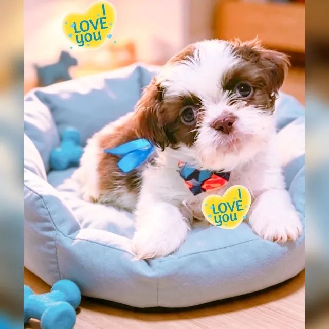 Lindíssimo filhote de Shih tzu macho branco e chocolate, pais