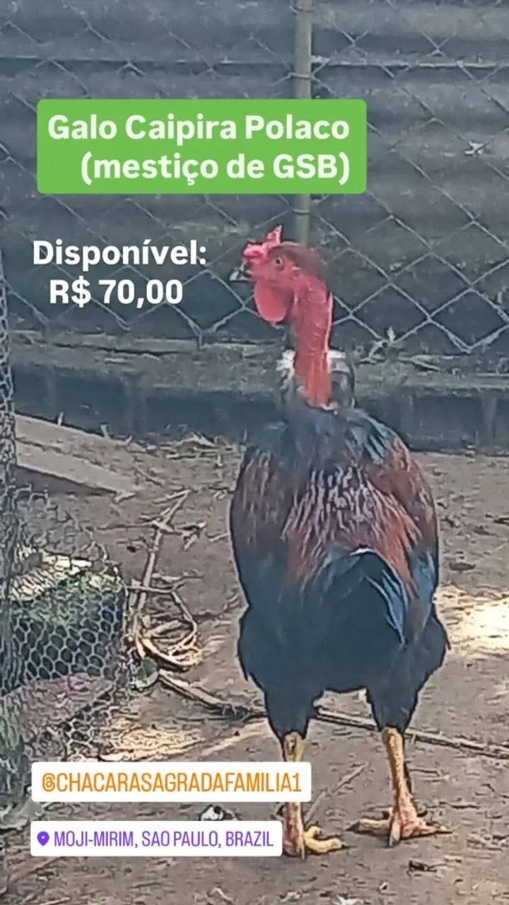 Galo Polaco mestiço de GSB - Foto 2