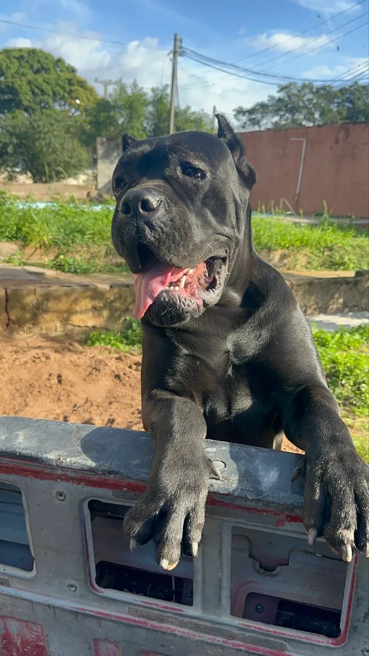 Cane Corso - Foto 2