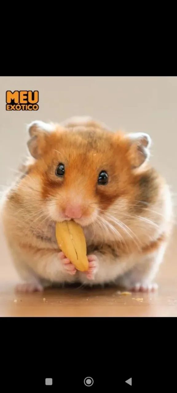 Hamster fofinhos