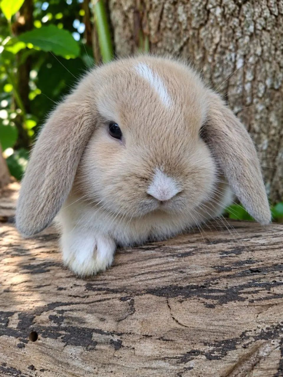 Mini lop uruguaio