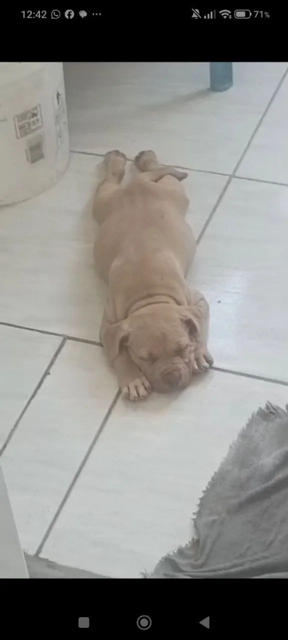 Pitmonster 