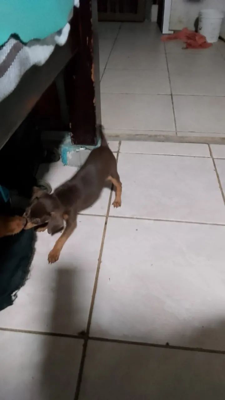 Pinscher Macho