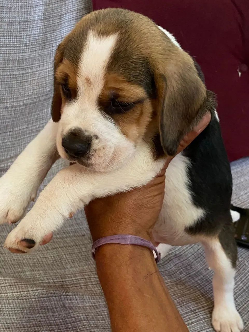 Beagle  - Foto 3