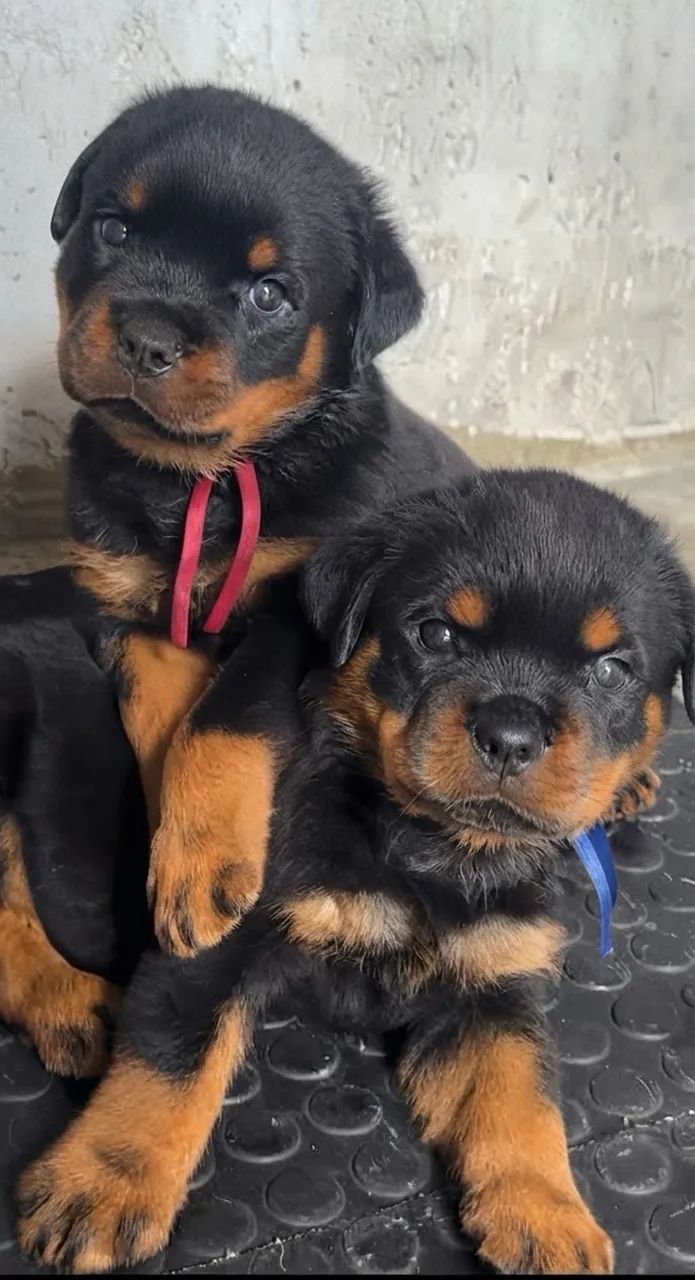 Rottweiler legítimo   - Foto 2