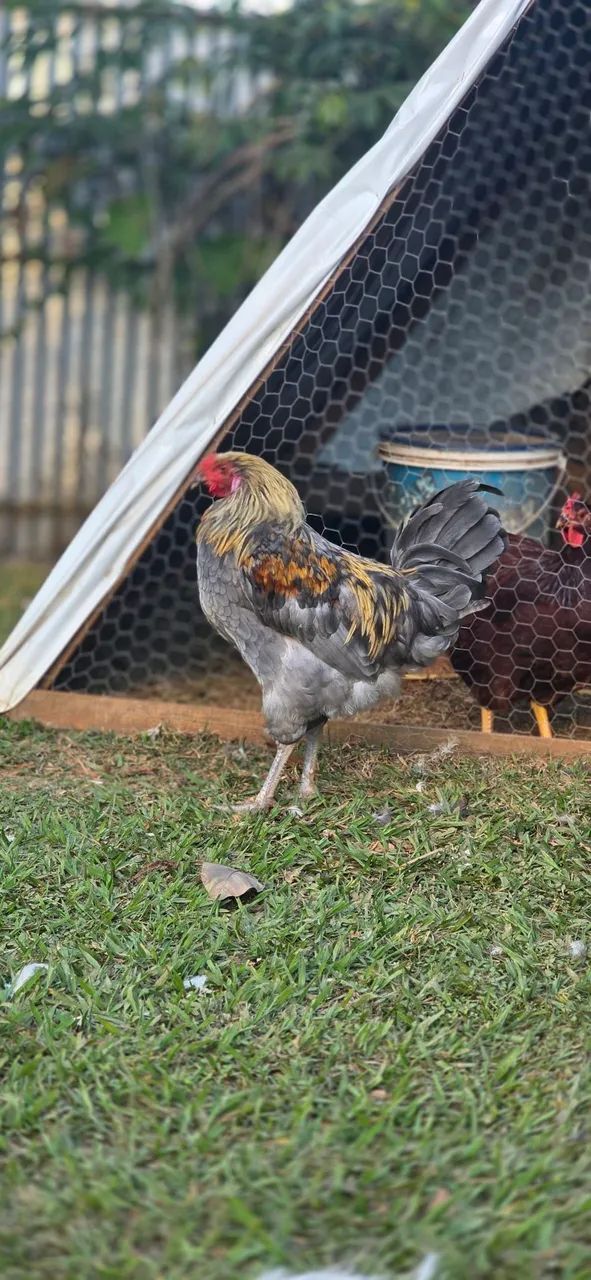 Galos da genetica de ovos verdes. - Foto 5