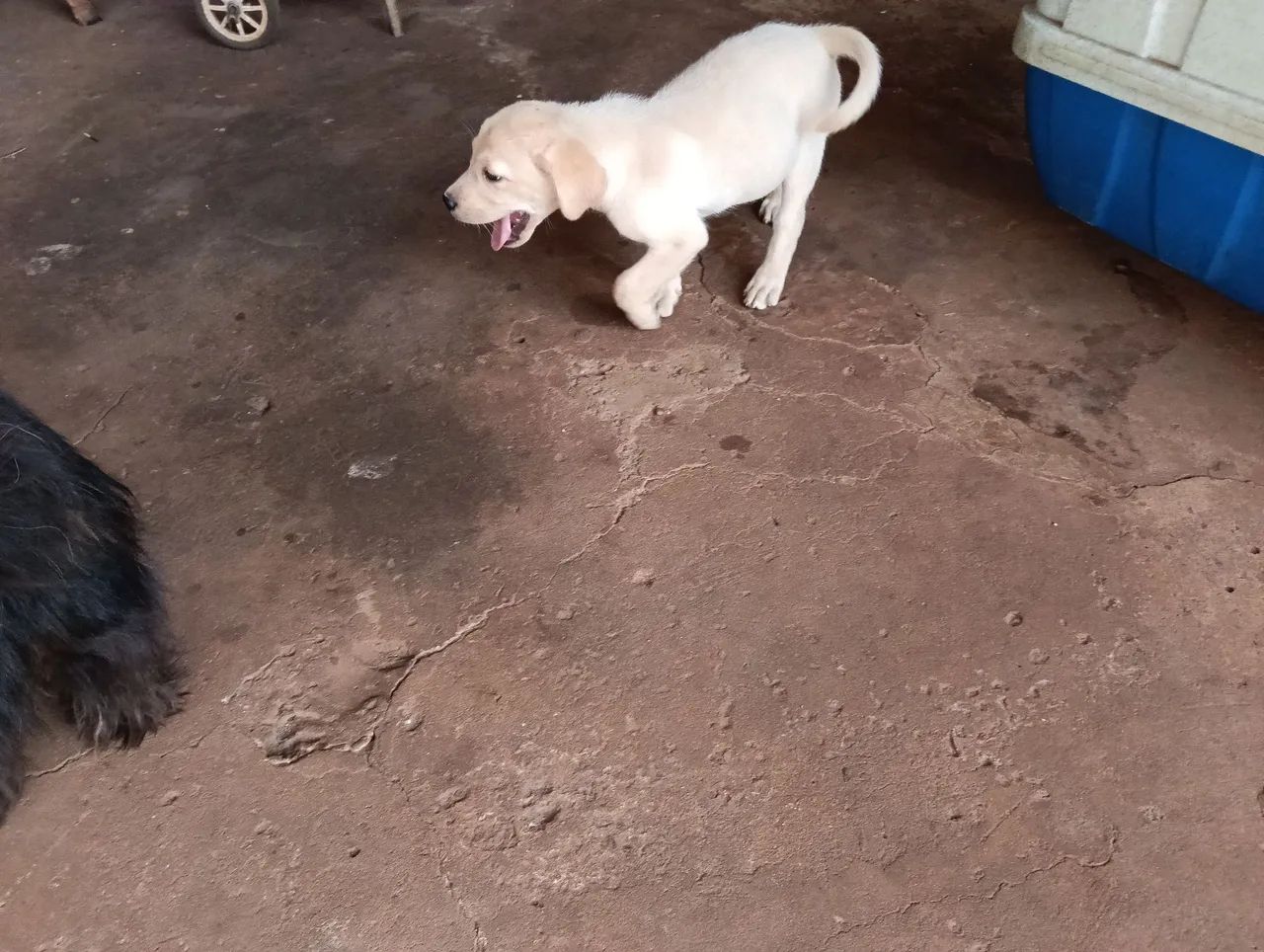 Labrador  - Foto 4