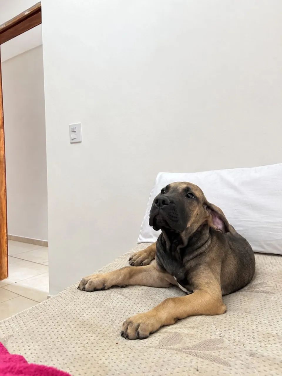 Fila brasileiro puro