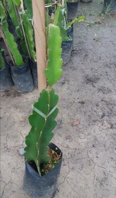 Mudas de pitaya 