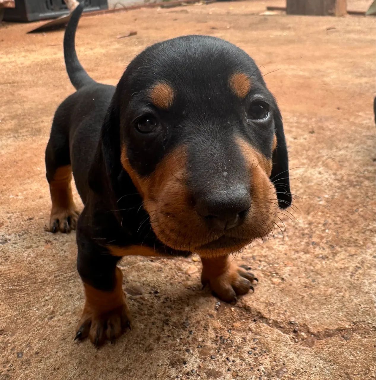 Cachorro Dachshund preto macho - Foto 2