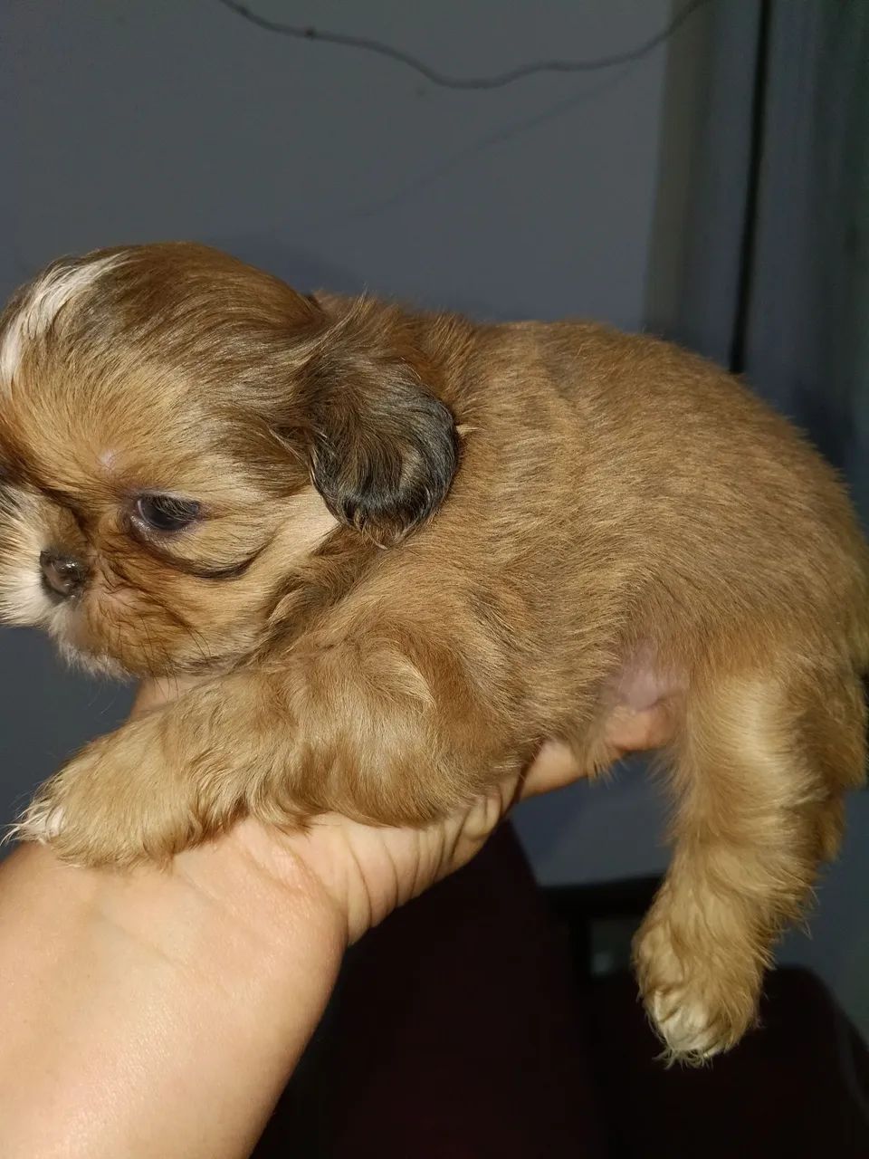 Fêmea shih tzu  - Foto 2