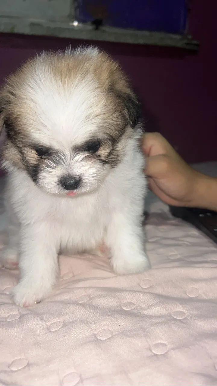 Spitz alemão  - Foto 4