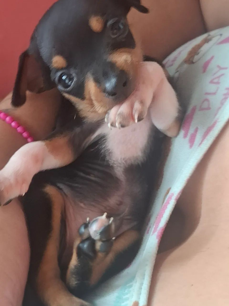 Pinscher 1 com pedigree - Foto 3