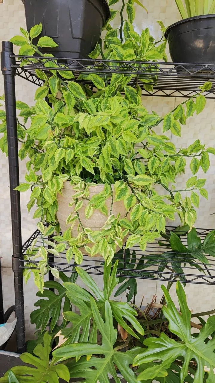 Vende plantas variadas  - Foto 2