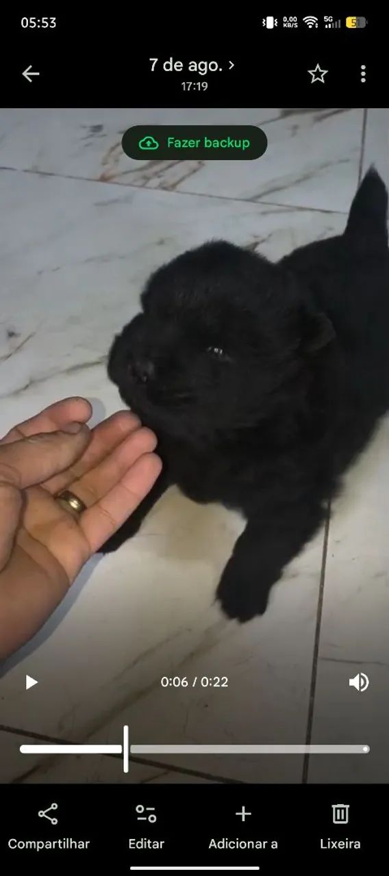 Chow chow