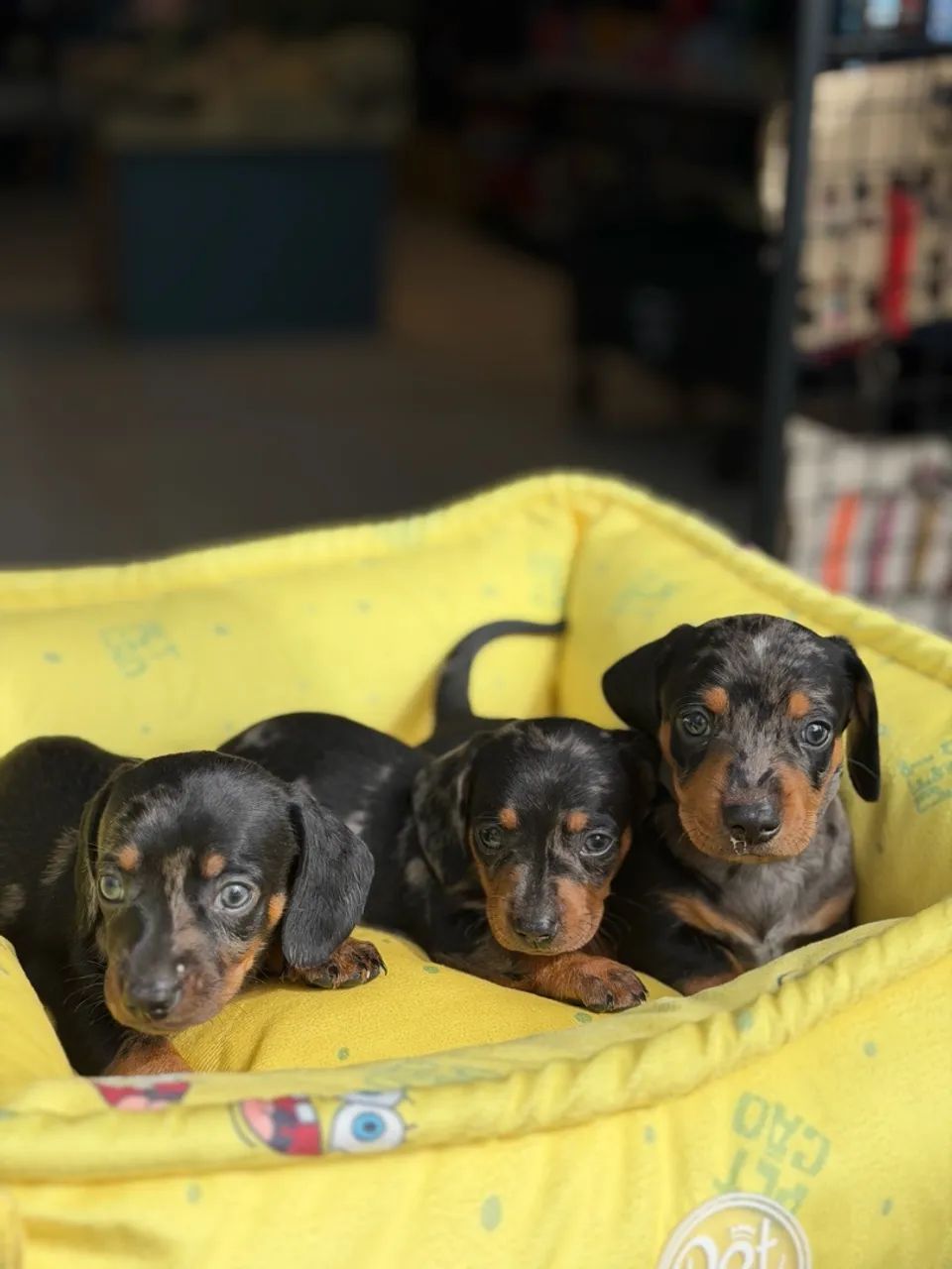 Dachshund arlequim macho  - Foto 3