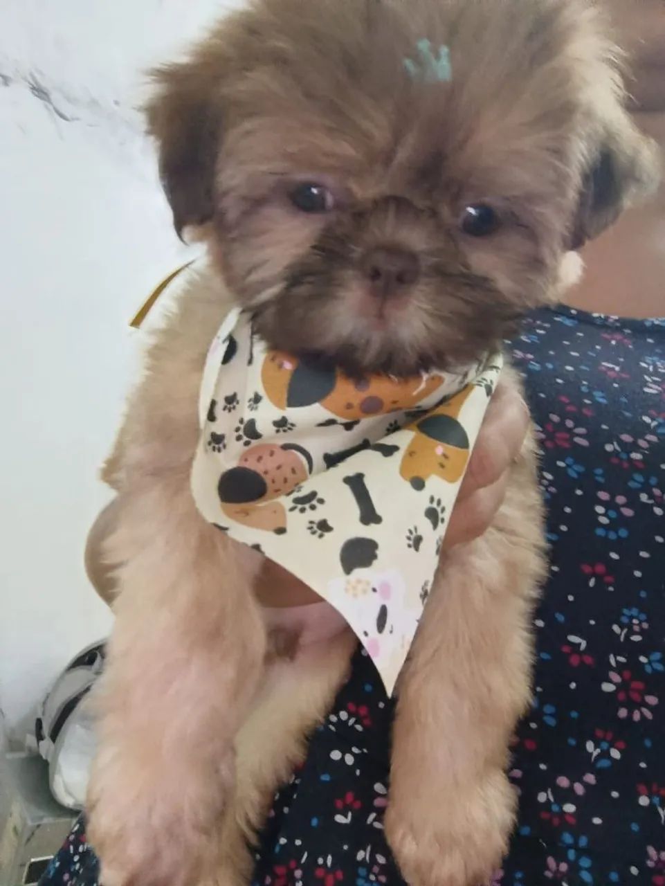 Shihtzu  - Foto 2