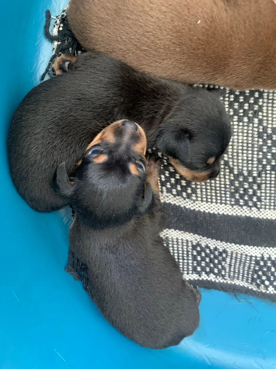 Pinscher macho  - Foto 2