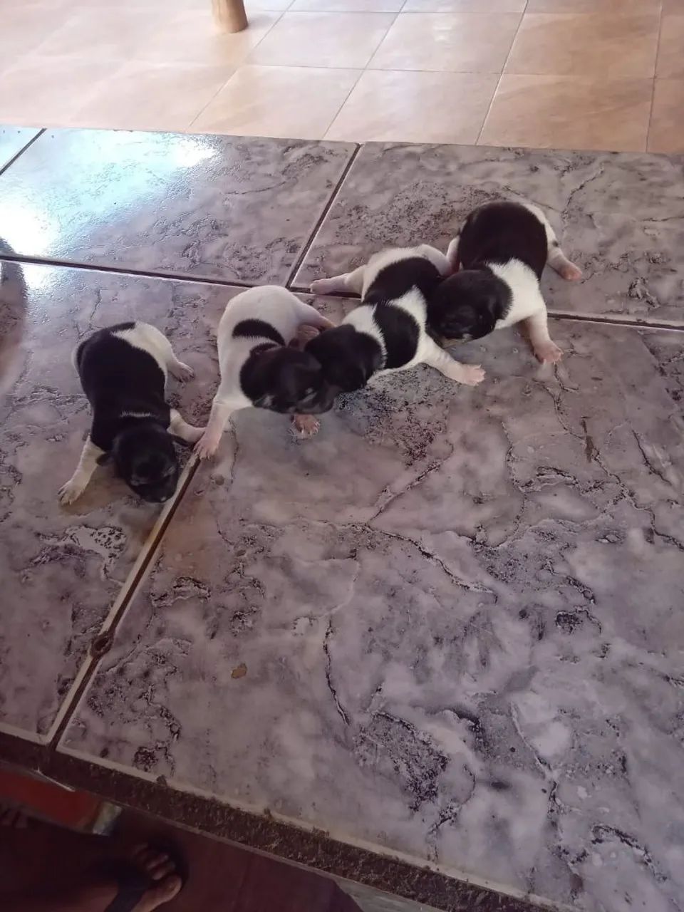 Pinsher macho e fêmea  - Foto 3