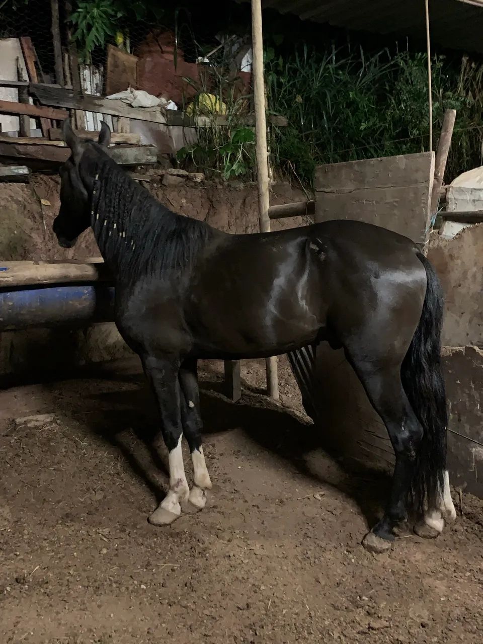 Potro preto luxo de batida  - Foto 4