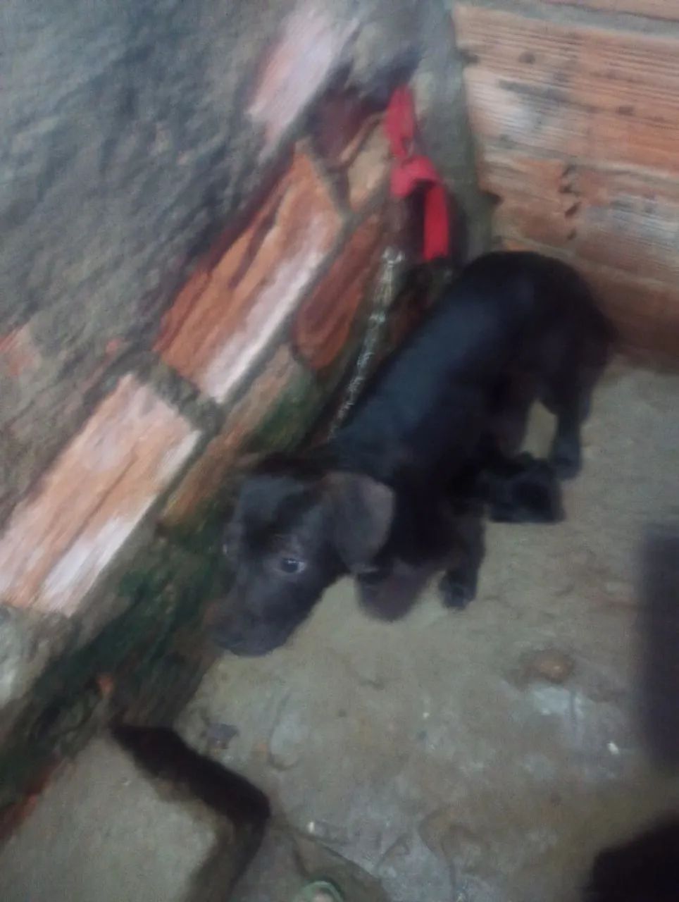 Filhote Pit Bull  - Foto 4