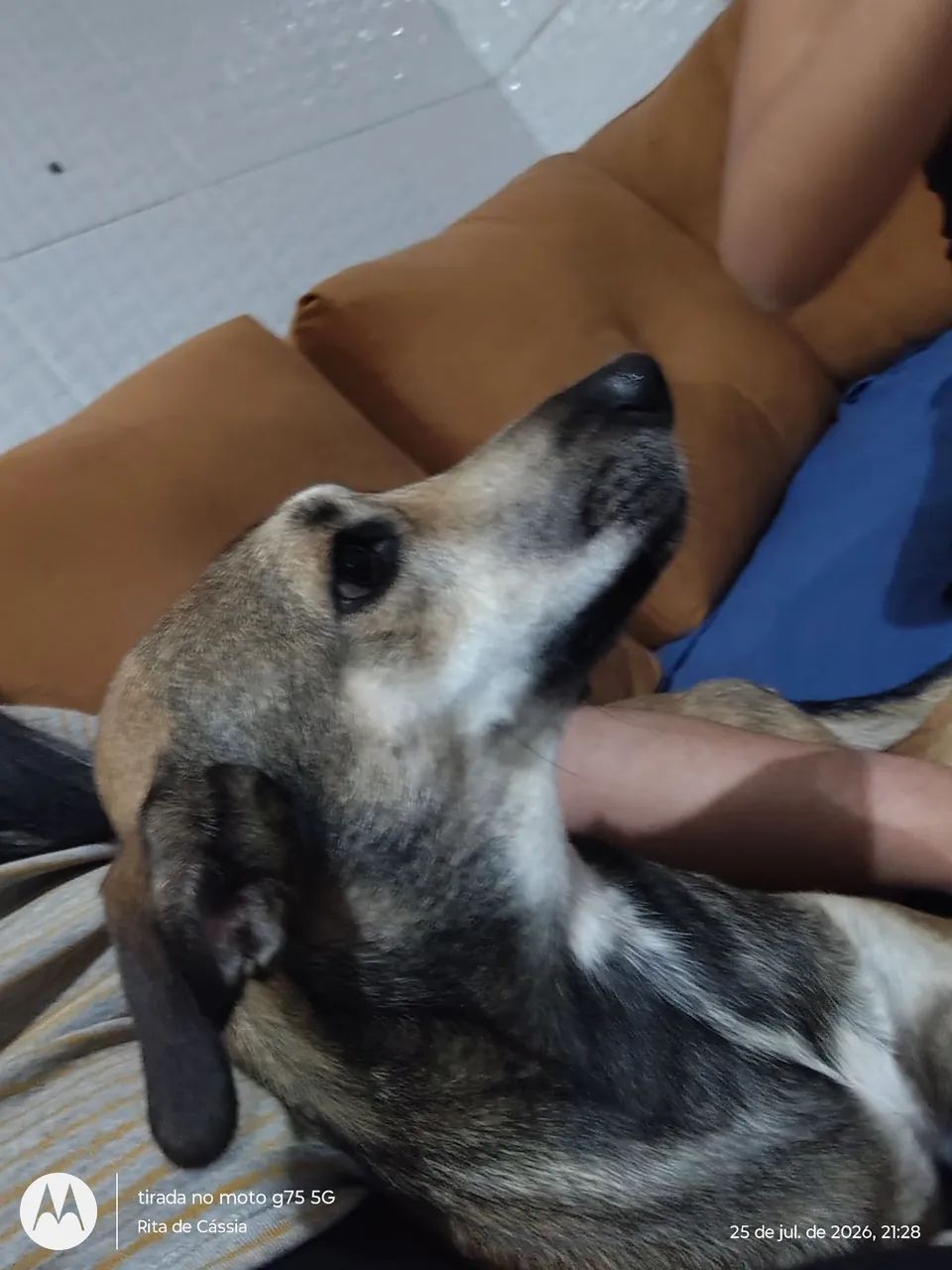 Cachorro para doação 