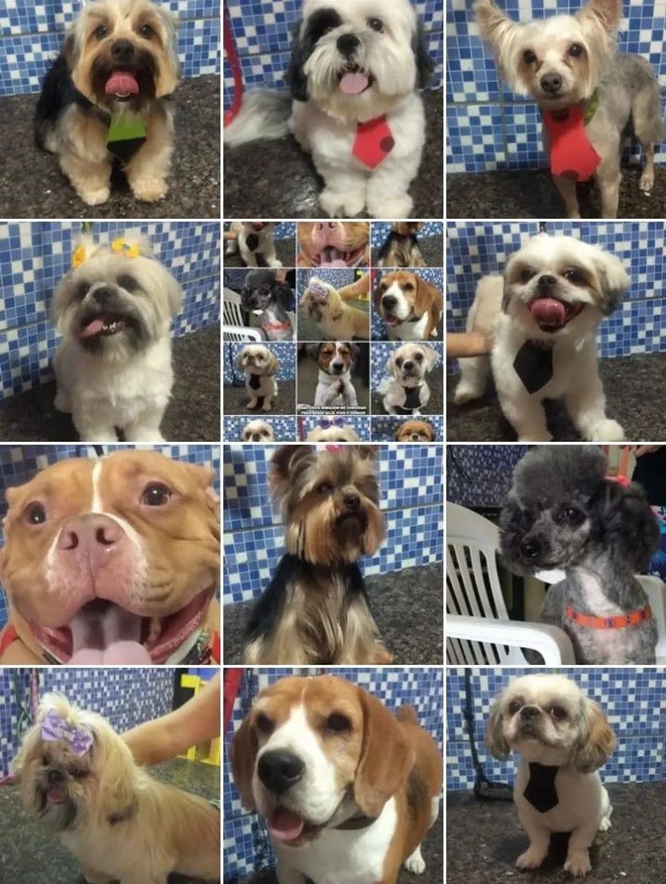 Pet shop 