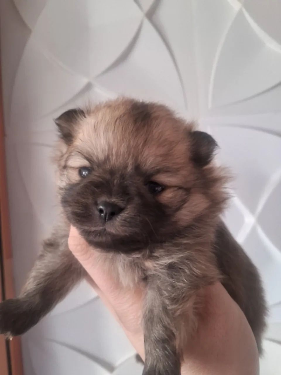Spitz alemão 