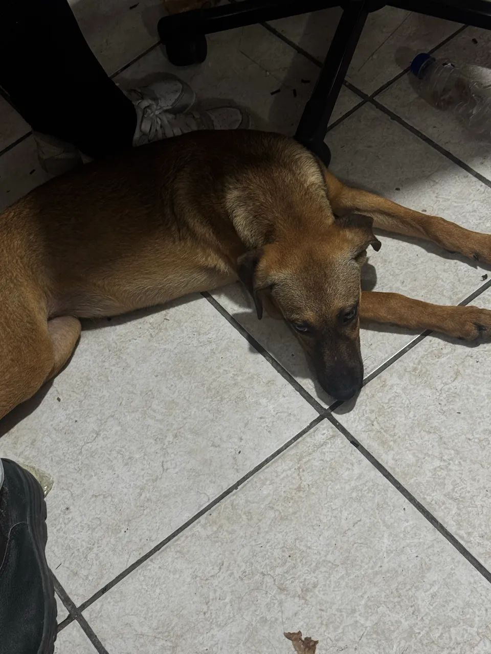 Cachorro para doação  - Foto 3