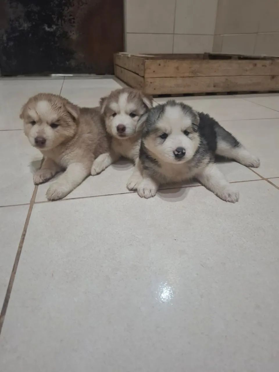 Husky Siberiano - Foto 2
