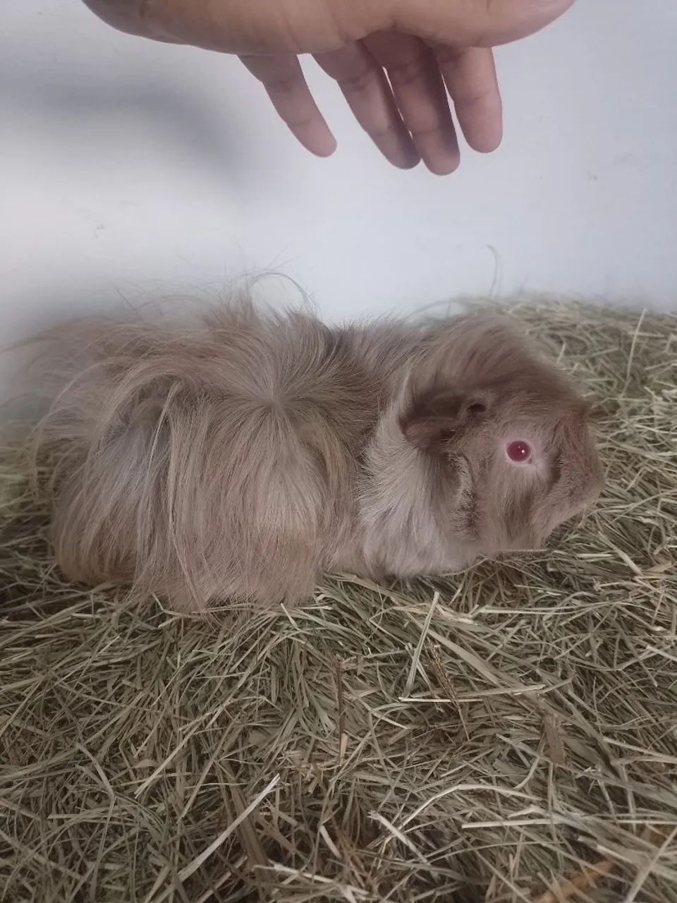 Guinea Pig