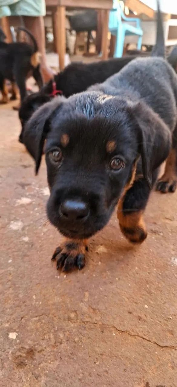 Filhotes de Rottwaler - Foto 3