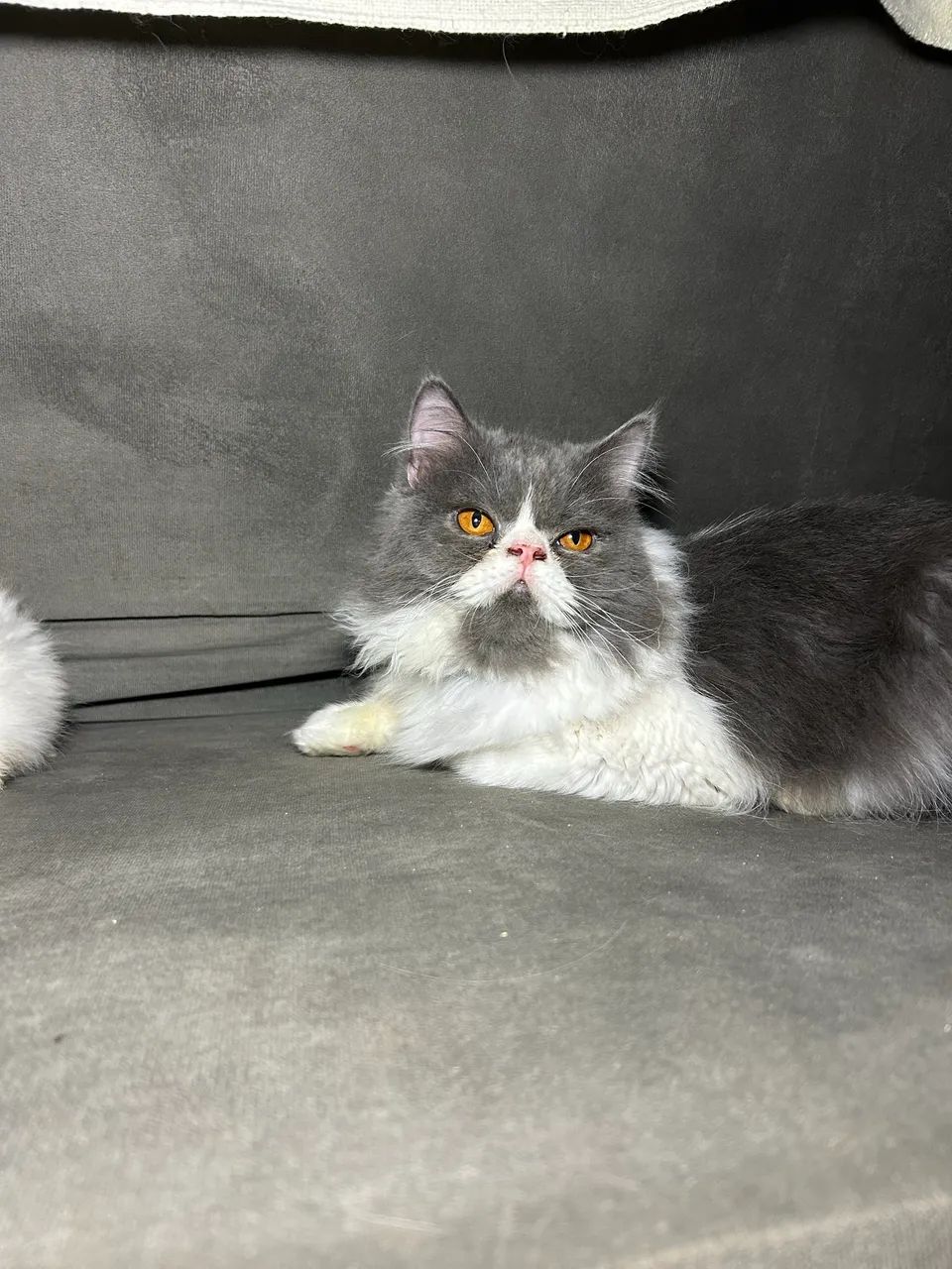 Gato persa