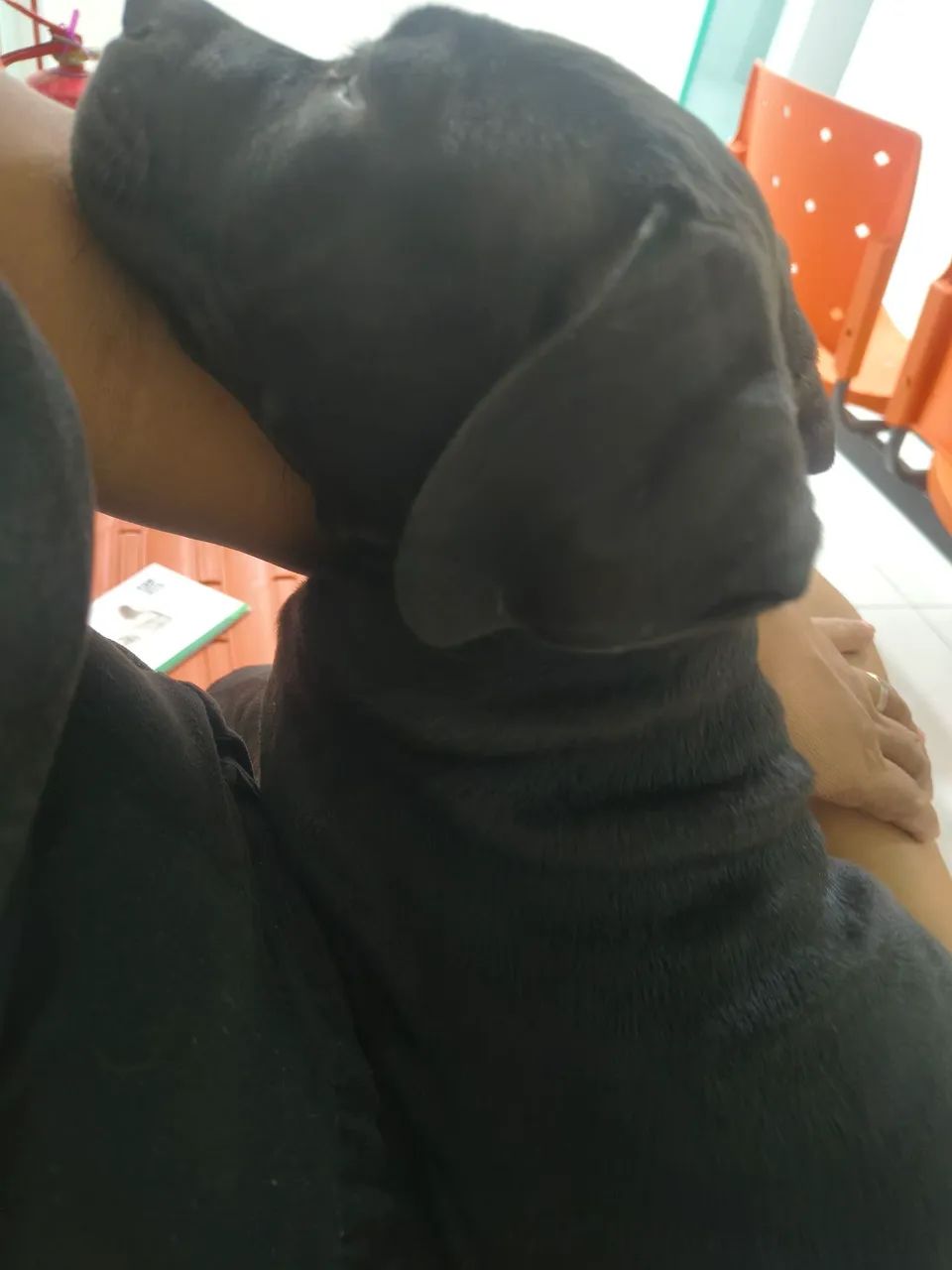 Pitbull 