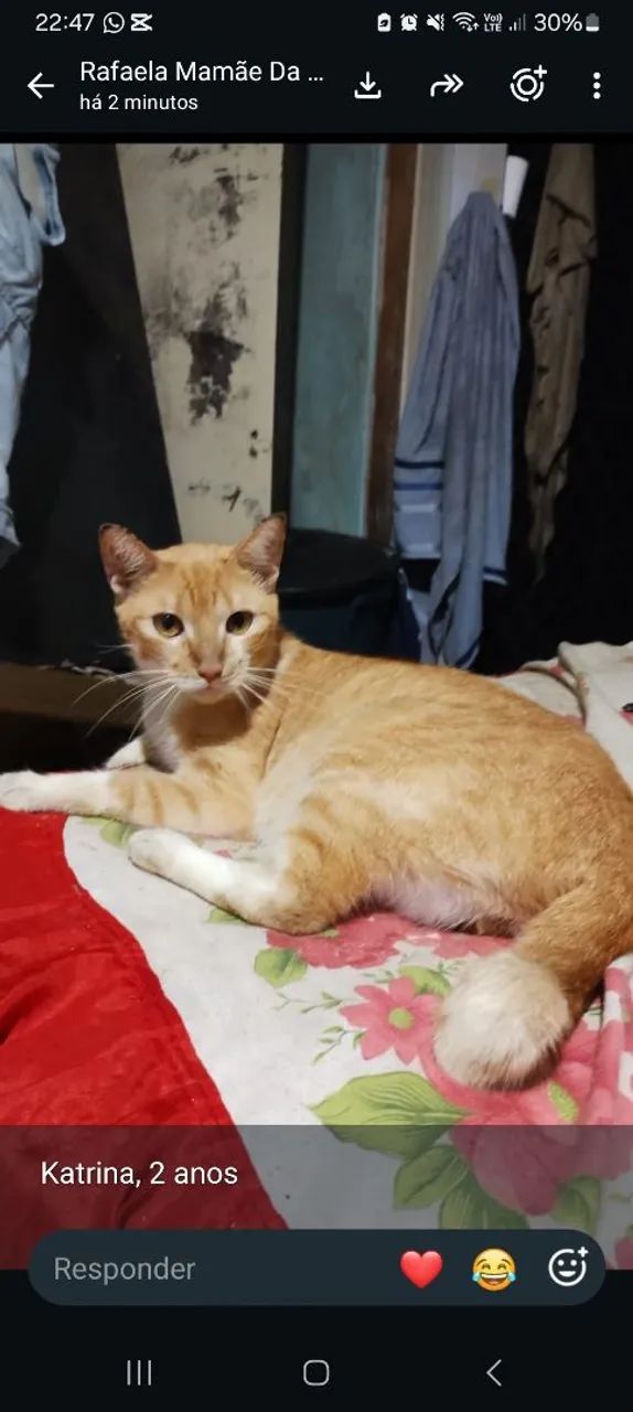 Gatinhas - Foto 4