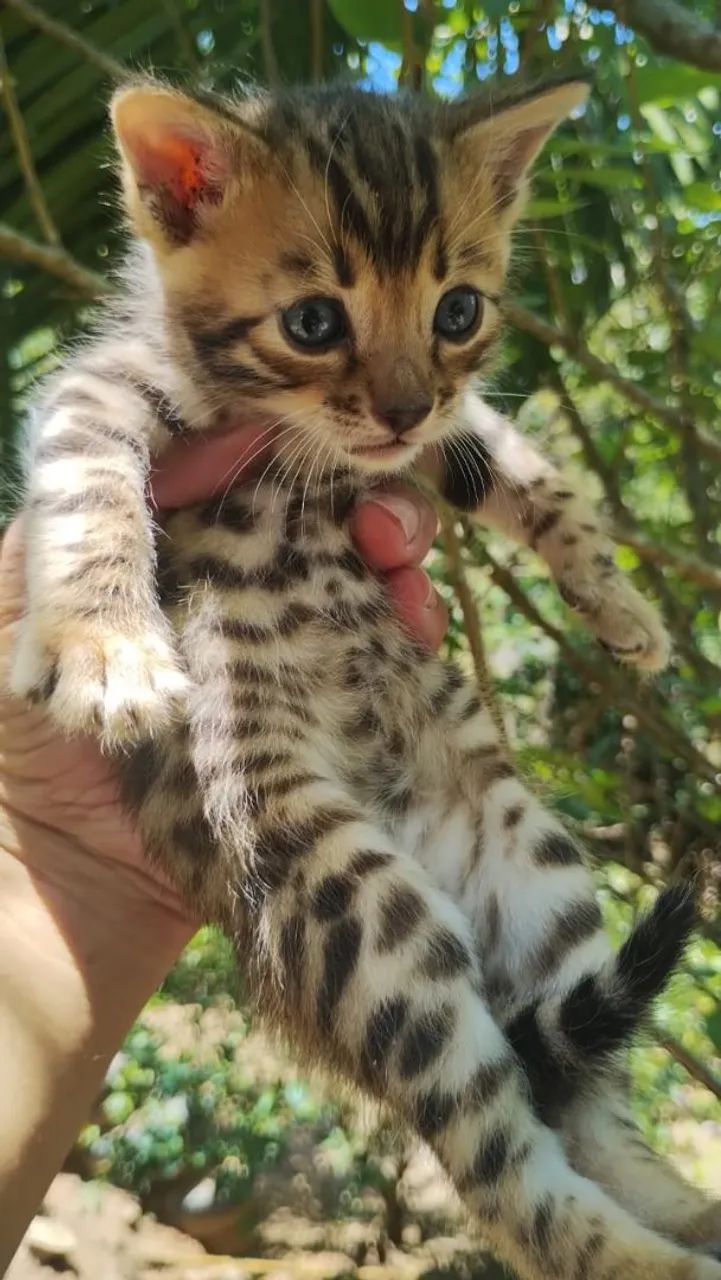 Bengal 