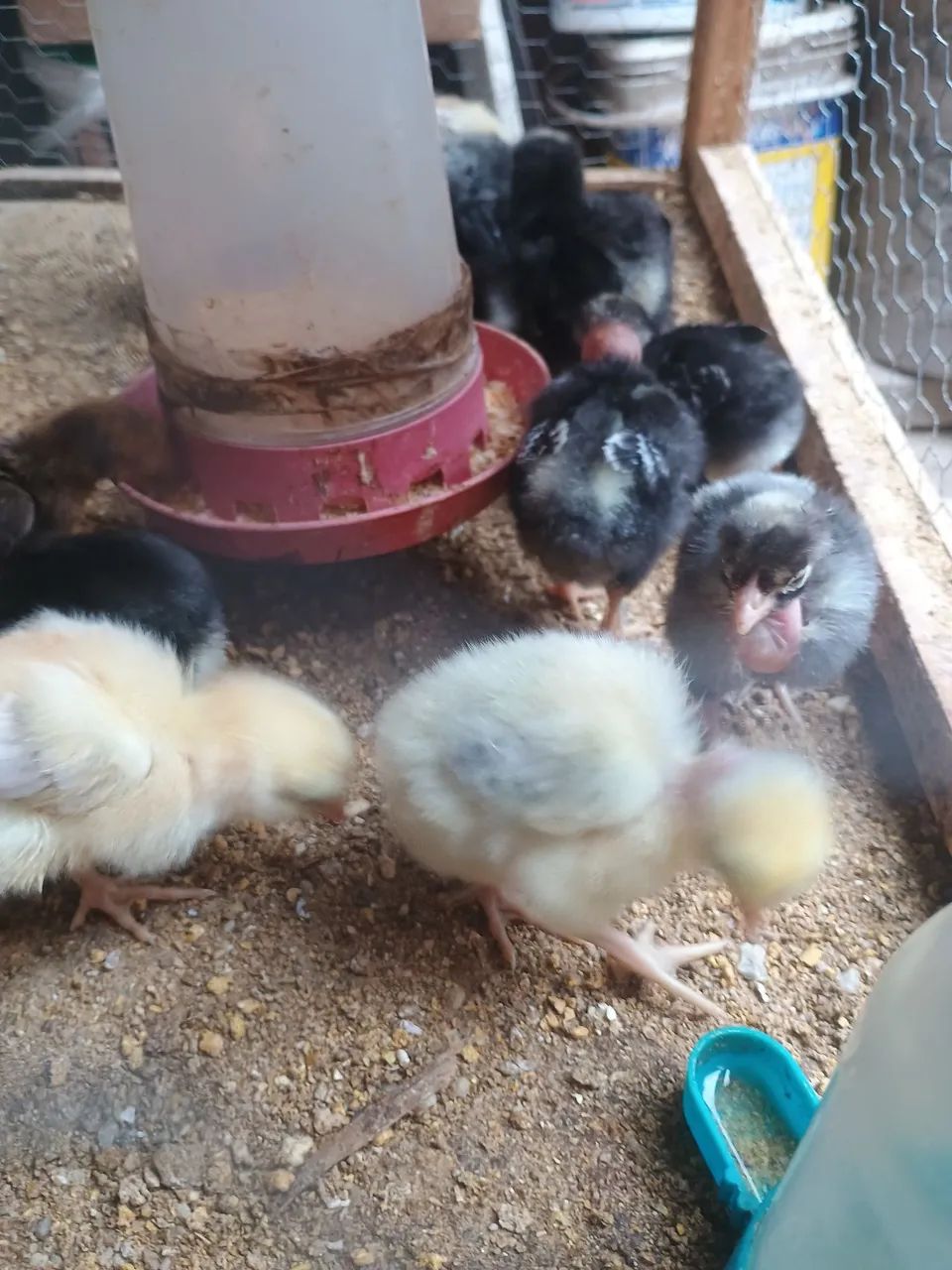 Pintos puros e mestiços Polaco gigante! - Foto 2