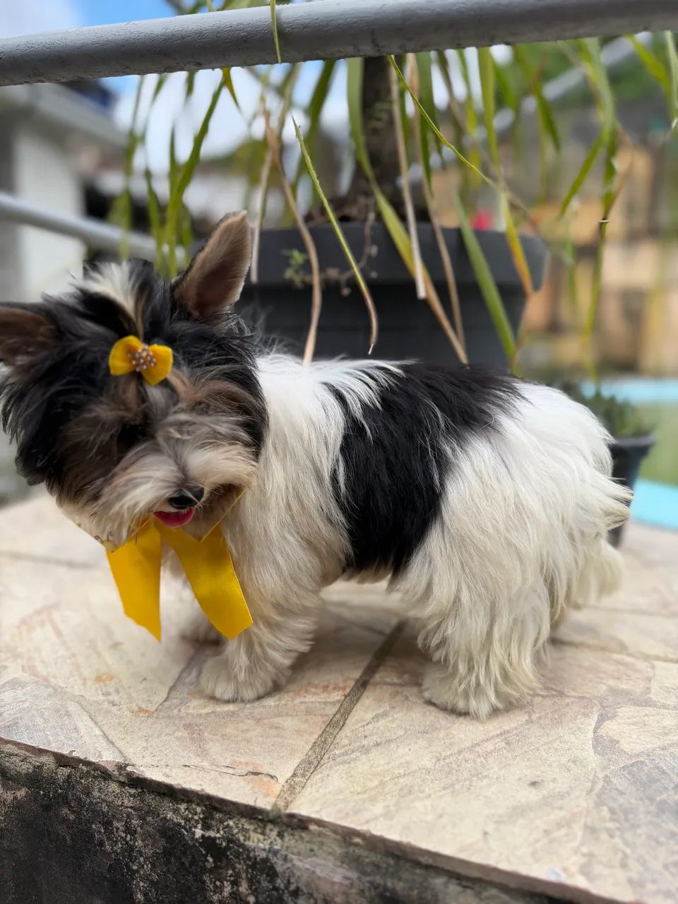 Filhotes Biewer Terrier - Foto 5