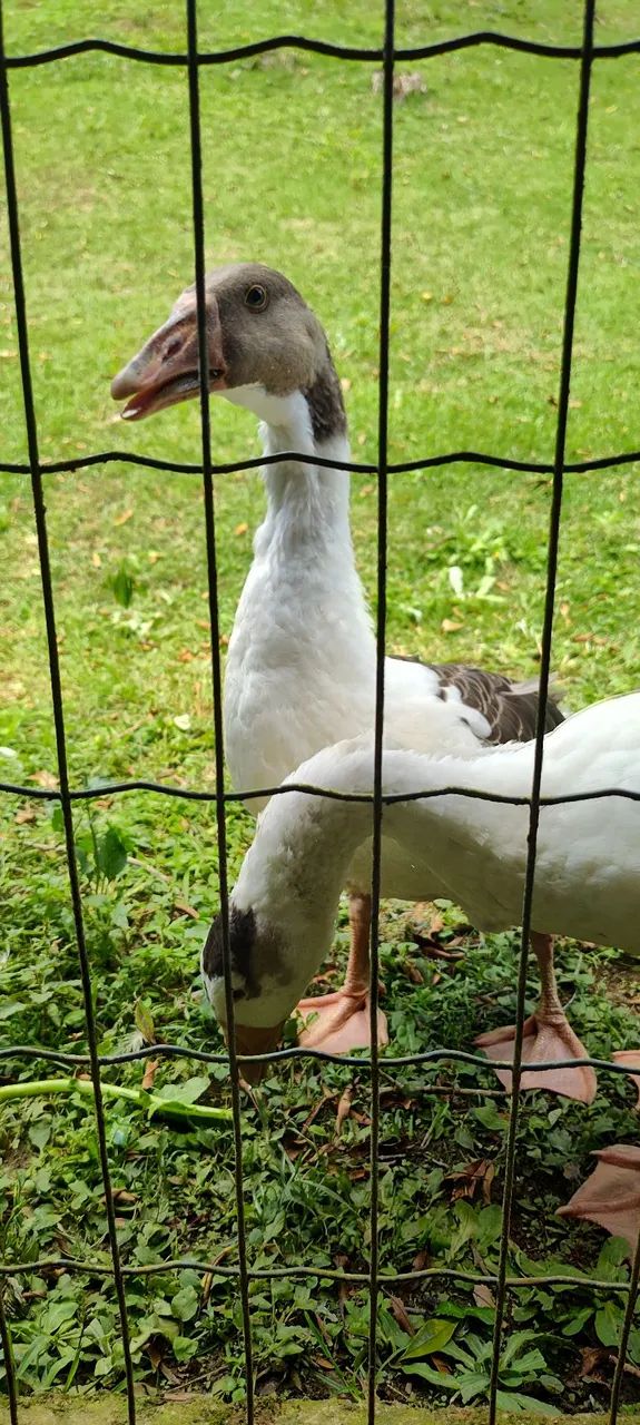 Marreco mandarim fêmea e 2 gansos sinaleiros  - Foto 3