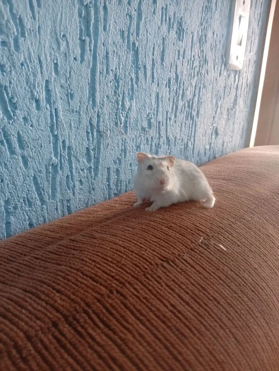 Hamsters russos  - Foto 2