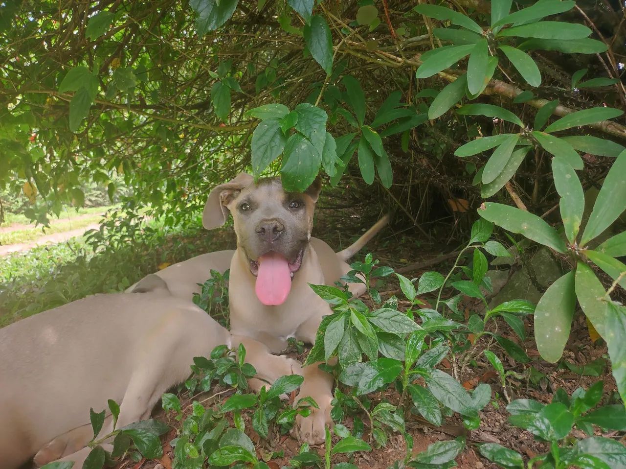 Cane Corso macho com pedigree a pronto pra guarda  - Foto 2