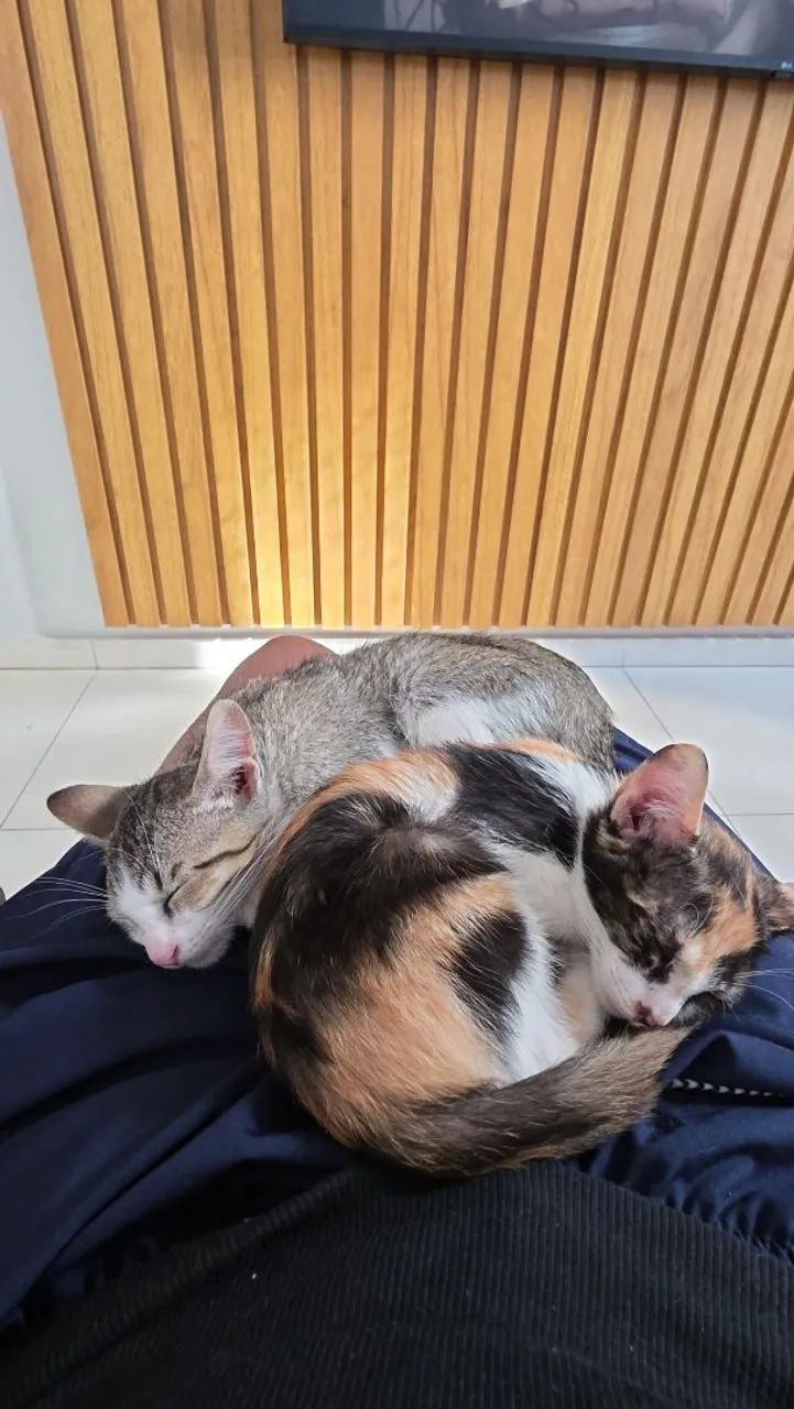 Gatinhos para adoção  - Foto 3