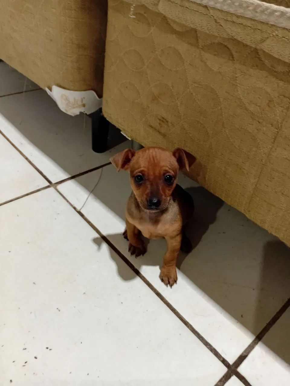 Pinscher macho - Foto 3