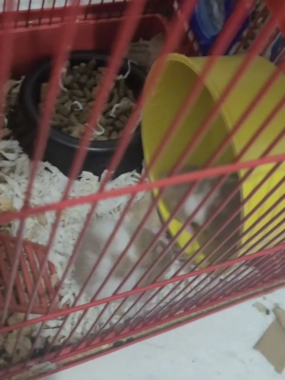 Vendo hamsters sírio filhotes  - Foto 4
