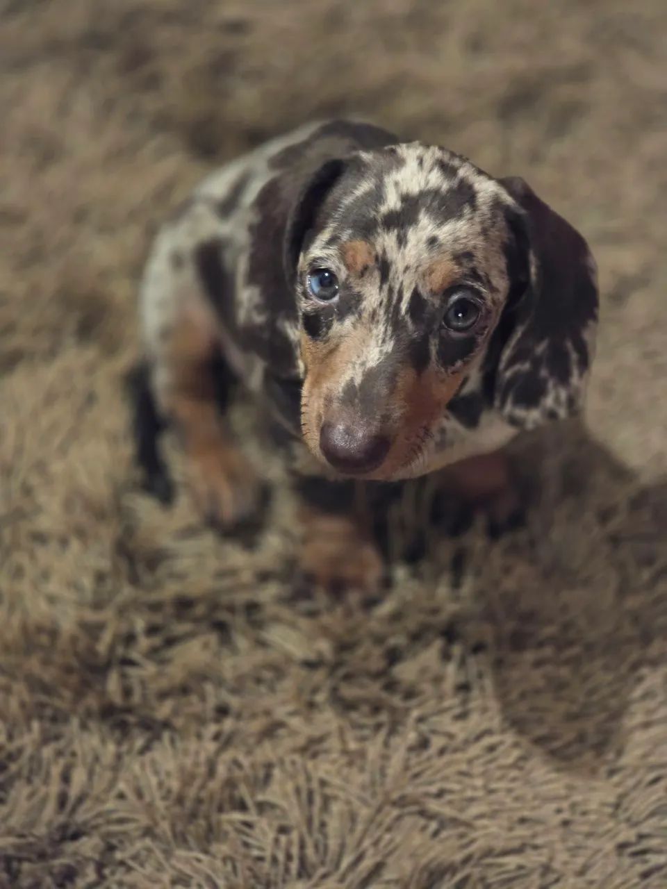 Belíssimo dachshund, salsicha bassê. - Foto 4