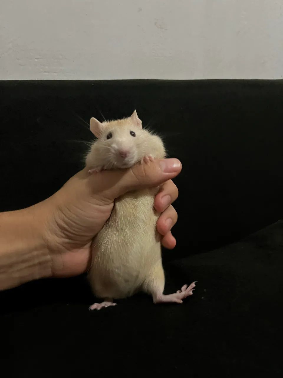 Pet