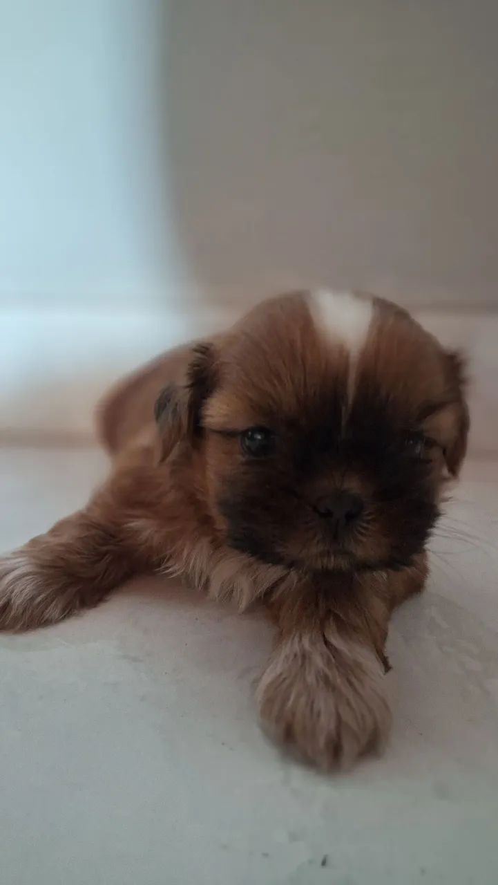 Shitzu macho Valor: R$1.000 - Foto 3